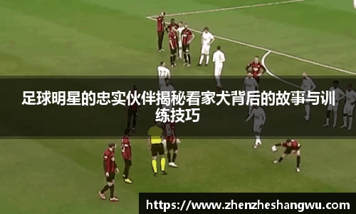 足球明星的忠实伙伴揭秘看家犬背后的故事与训练技巧